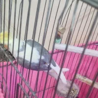 عروس هلندی نر|پرنده|تهران, افسریه جنوبی|دیوار