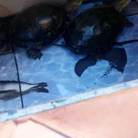 مرغ گلین سرچشمه زارچ