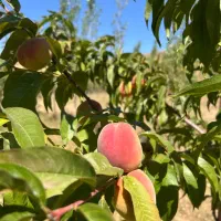 فروش باغچه ۵۰۰ متری سند تک برگ