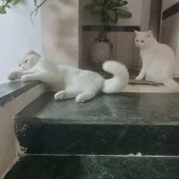 گربه اسکاتیش|گربه|فسا, |دیوار