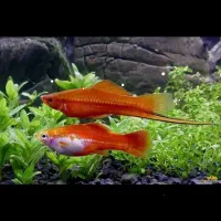 ماهی سوارتل دم شمشیری مولد