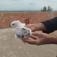 کبوتر|پرنده|گنبد کاووس, |دیوار