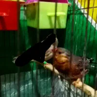 اورنج درجه یک|پرنده|بندر ماهشهر, |دیوار