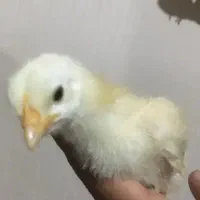 جوجه گوشتی۱۵روزه ۵۰۰گرم|حیوانات مزرعه|گرگان, |دیوار