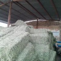 یونجه گل اول|لوازم جانبی حیوانات|صحنه, |دیوار