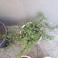 گل وگیاه طبیعی|گل و گیاه طبیعی|اصفهان, فرح آباد|دیوار