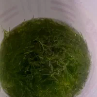 فروش گیاه گوپی گرس|ماهی|خرمآباد, |دیوار