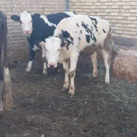 گوساله ماده|حیوانات مزرعه|ماهنشان, |دیوار