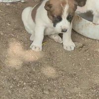 توله الابای ماده