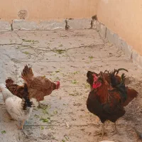 مرغ وخروس فروشی|حیوانات مزرعه|کرج, باغستان|دیوار