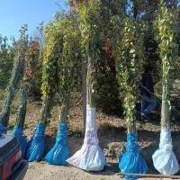 ارقام پسته ،گردو، بادام ،صنوبر نیگرای ترکیه کبوده|خدمات باغبانی و درختکاری|کرمان, |دیوار