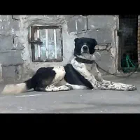 گچ قدرجونی ۱ساله شده|سگ|بیرجند, |دیوار