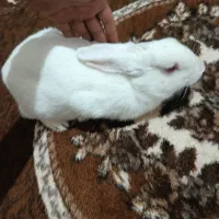 خرگوش|موش و خرگوش|مرند, |دیوار