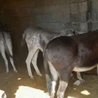 الاغ الاغ
