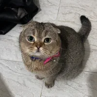 گربه اسکاتیش ماده