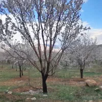 باغ-فروشی