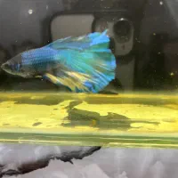 ماهی فایتر هافمون|ماهی|قدس, شهر‌قدس|دیوار