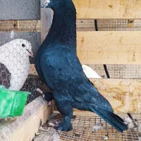 پدر و پسر یک جفت زاغ پر پا