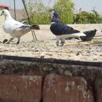 یک عدد ماده ساده سیاه واکسی اماده برای جفت