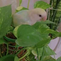 طوطی برزیلی