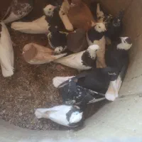 کبوتر دسته|پرنده|سپیدان, |دیوار