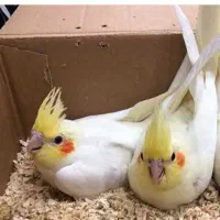 دو عدد عروس هلندی نجاد لوتی نو|پرنده|رامسر, |دیوار