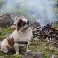 سگ پیکینیز نر جهت کشش