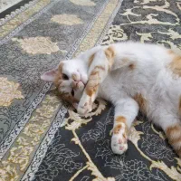 گربه