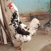 مرغ نژاد گلین