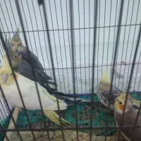 عروس هلندی ۳ جفت