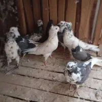 پرشی|پرنده|قم, ناصردیوان|دیوار