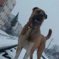 سگ خراسانی 11 ماه غول پیکر