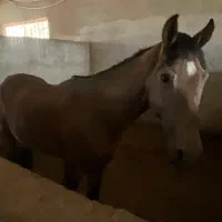 فروش ۲راس مادیون و نریون اصیل|اسب و تجهیزات اسب‌سواری|رفسنجان, |دیوار