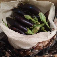 بادمجان چابلندی خوب شیرین درجه یک