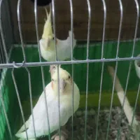 عروس لوتینو مولد تخفیف هم داره|پرنده|همدان, |دیوار