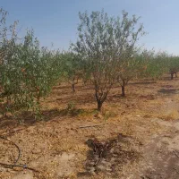 باغ-انگور