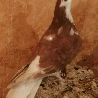 دمگیر دولا ماده|پرنده|اصفهان, سپاهان‌شهر|دیوار