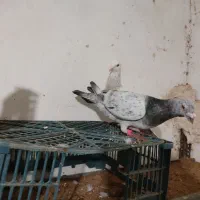 جفتگاه