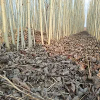 صنوبر نیگرا|خدمات باغبانی و درختکاری|آمل, |دیوار