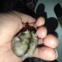 همستر روبروفسکی مینیاتوری|موش و خرگوش|تهران, شهرک محلاتی|دیوار