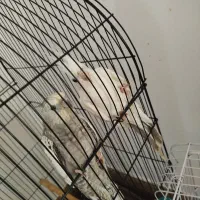 یک جفت عروس هلندی و یک جفت برزیلی|پرنده|بندر ترکمن, |دیوار