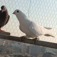 کفتر زینتی|پرنده|صباشهر, |دیوار