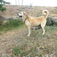 گمشده|سگ|اردبیل, |دیوار