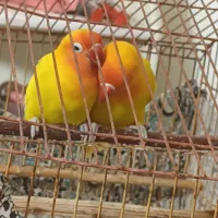 فیشر طلایی زیبا وکم مصرف،سالموسرحال مث بلبل میخونه