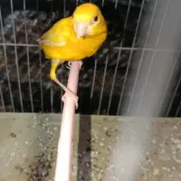 قناری نر|پرنده|مرودشت, کناره|دیوار