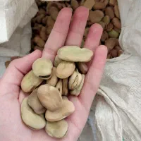 باقالی مازندرانی|خوردنی و آشامیدنی|صومعهسرا, |دیوار