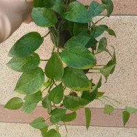 انجیری و پتوس و...|گل و گیاه طبیعی|مراغه, |دیوار