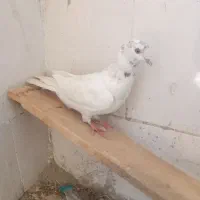 کبوتر