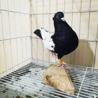 کفتر سینه ...سرک|پرنده|شیراز, سینما سعدی|دیوار