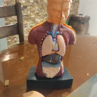 ماکت بدن انسان (مولاژ)